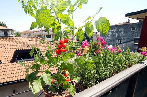 Urban Farming: Gemüse auf dem Balkon