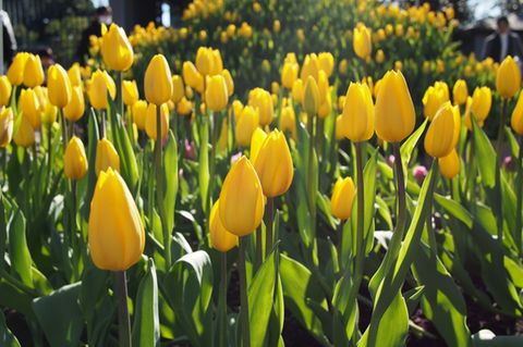Tulpen pflanzen: Gelbe Tulpen im Garten