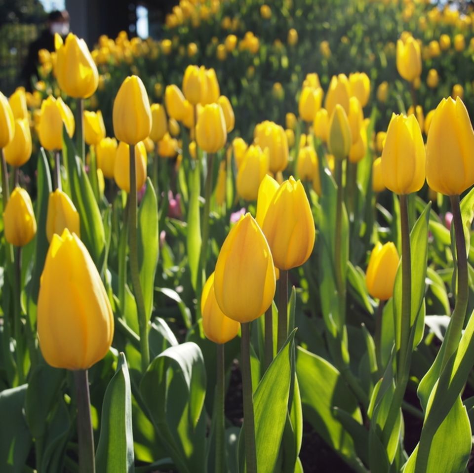 Tulpen pflanzen: Gelbe Tulpen im Garten