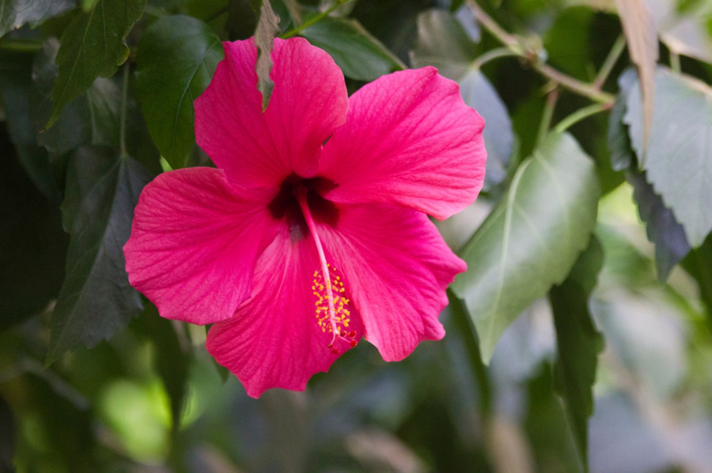 Hibiskus-Pflege: Pinkfarbene Blume im Garten