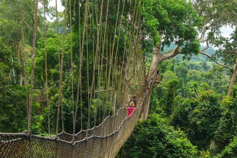 The best treetop paths "loading =" lazy