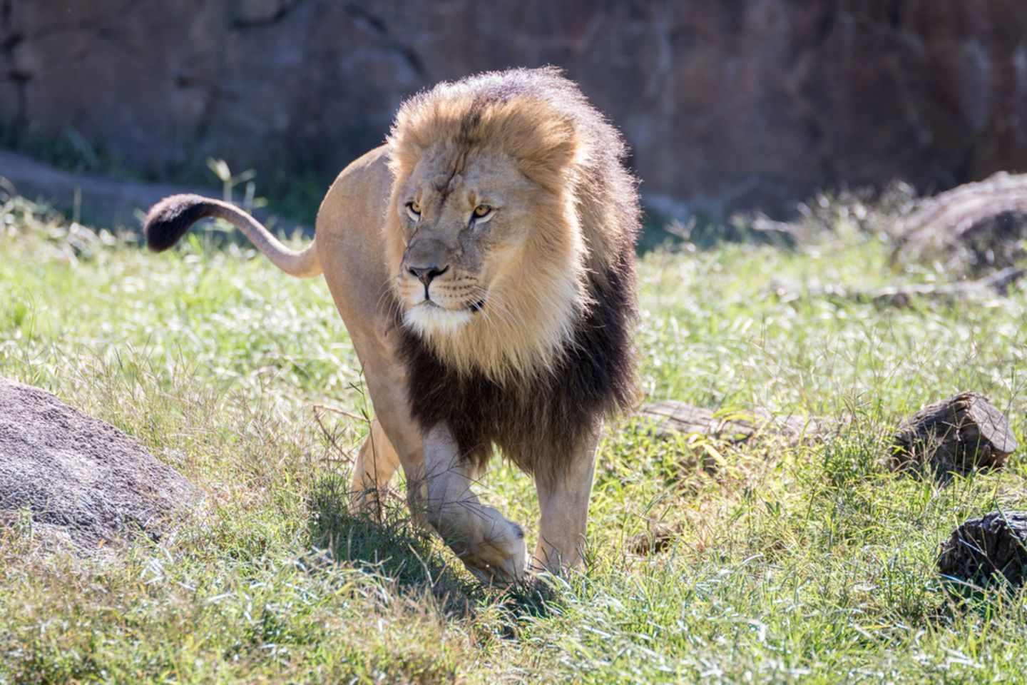 Löwen und Tiger aus Zoo ausgebrochen? Es war falscher Alarm!