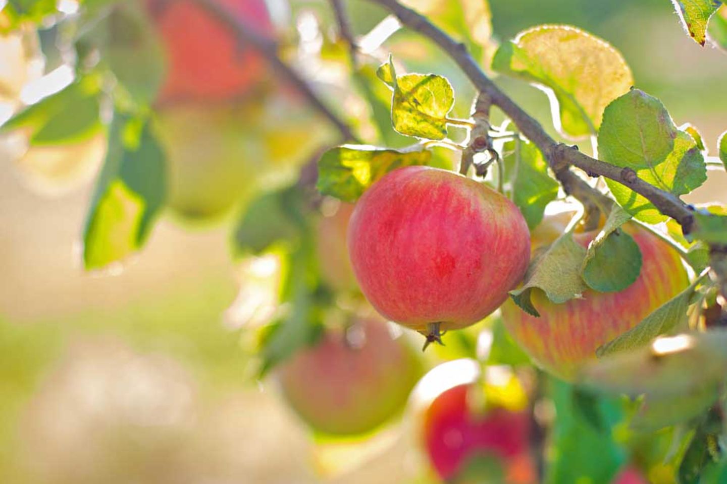 Apfelbaum pflanzen: Rote Äpfel am Baum