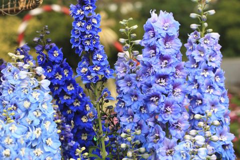 Blaue Blumen und Pflanzen