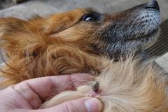 Was tun bei Zeckenbiss? Hund mit Zecke Was tun bei Zeckenbiss? Zecken entfernen beim Hund