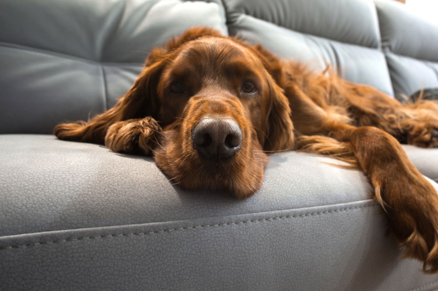 Hundehaare entfernen: Hund auf Sofa