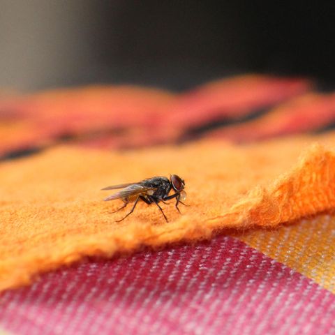 Hausmittel gegen Fliegen: Fliege in der Wohnung