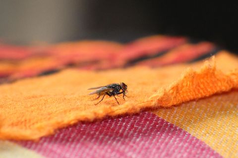 Hausmittel gegen Fliegen: Fliege in der Wohnung