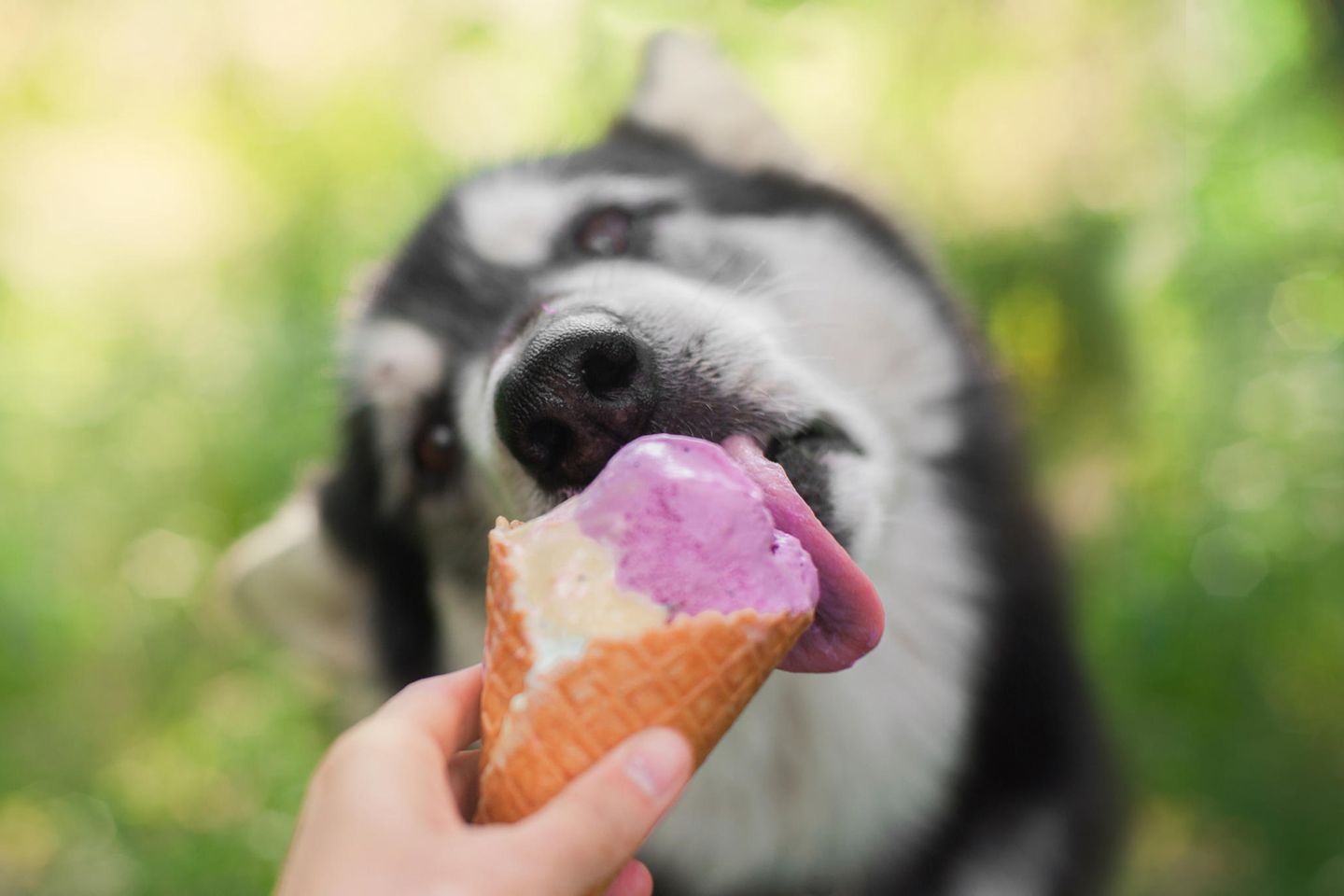 Frauchen TEILT sich Eis mit ihrem Hund und löst damit große Debatte aus