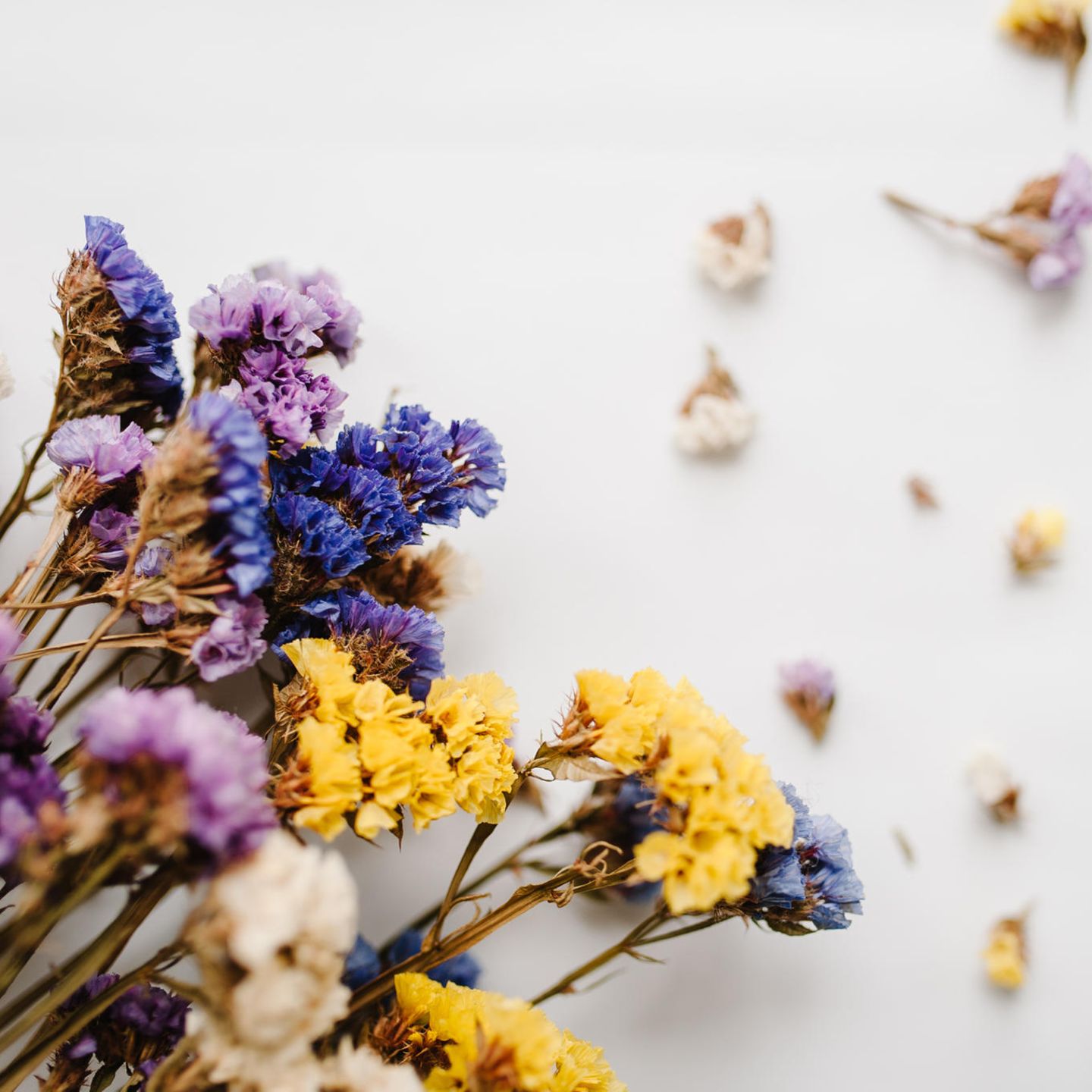 Bergung Advent Elend frische blumen trocknen Stöhnt Hemmen Keller