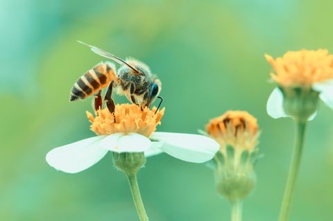 Bienensterben: Biene auf einer Blüte