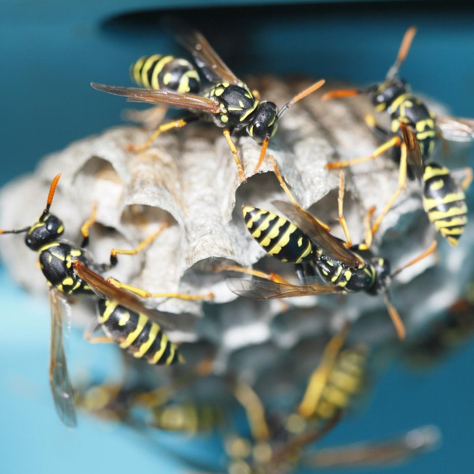 Wespennest entfernen: Wespen beim Bau ihres Nests
