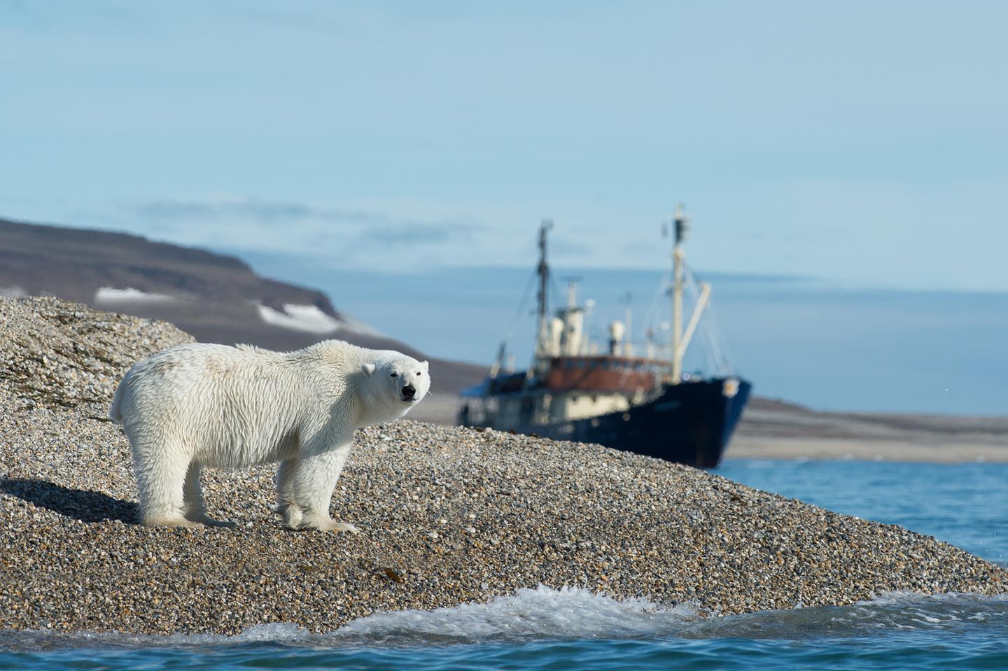 Spitzbergen: Ein Eisbär vor einem Fischerboot