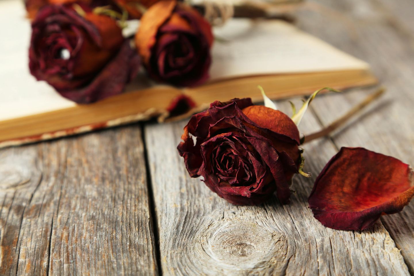 Rosen trocknen – rote getrocknete Rosen