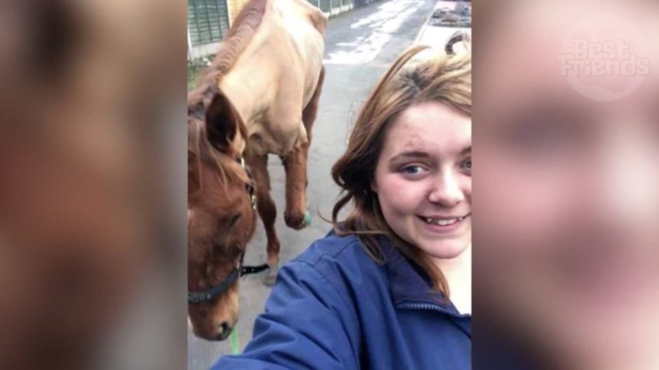 Pferde-Selfie führt zu Verurteilung Pferde-Selfie führt zu Verurteilung