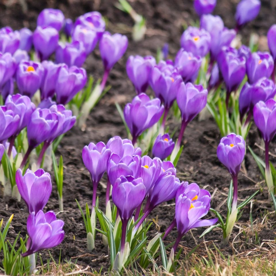Krokusse pflanzen: Lilafarbene Krokusse im Garten