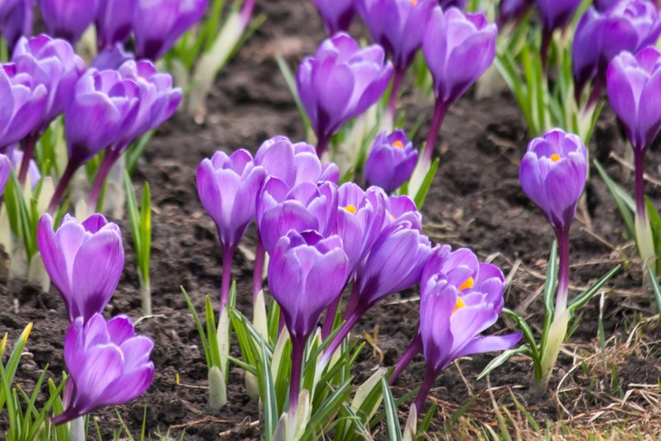 Krokusse pflanzen Standort und Pflege BRIGITTE.de
