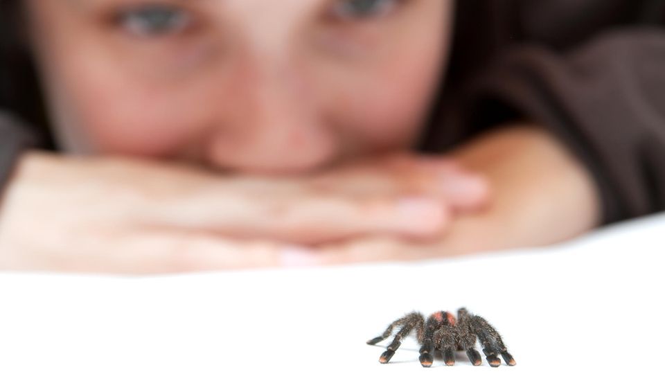 Diese Farbe hält Spinnen fern Diese Farbe hält Spinnen fern