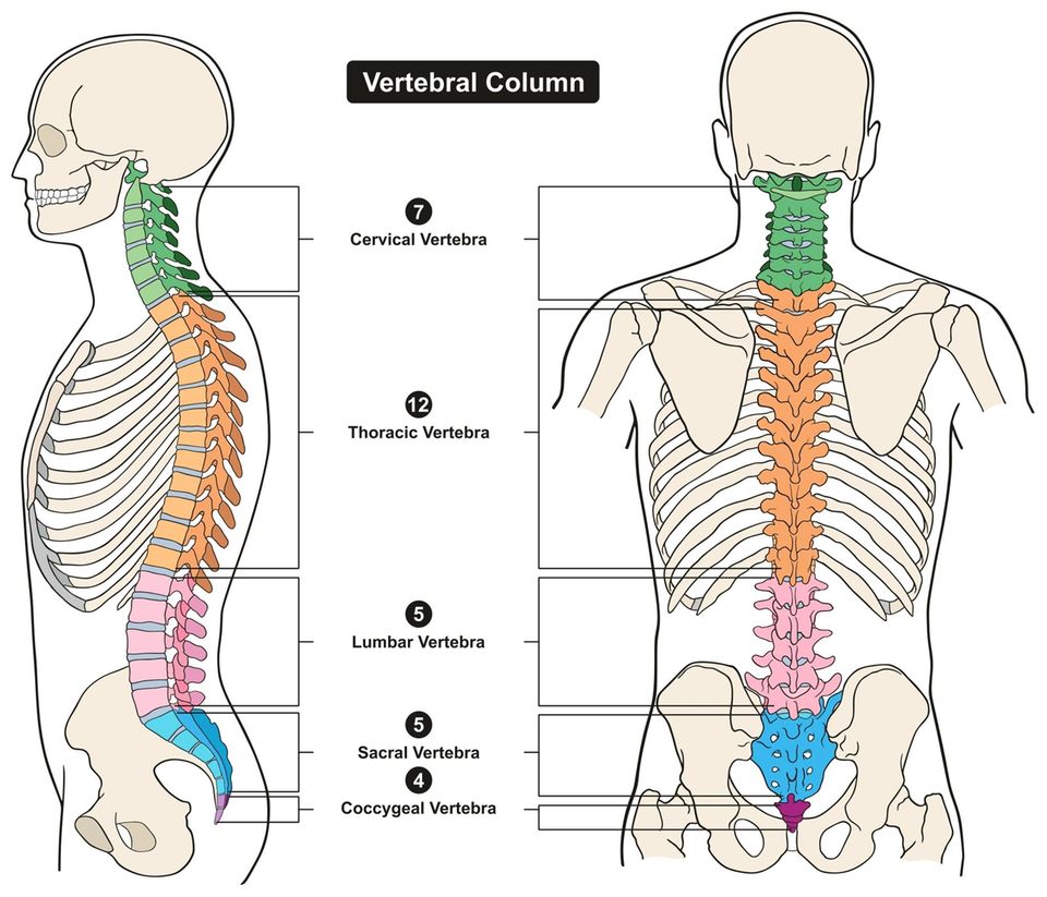Was tun bei Rückenschmerzen: Grafik der Wirbelaäule