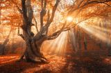 Herbst-Ideen: Die Natur ist in goldenes Licht getaucht