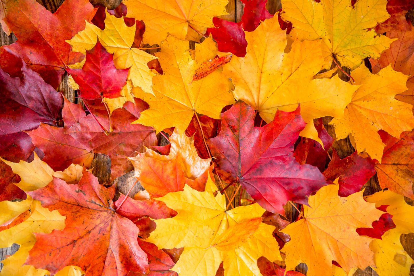 Herbst-Ideen: buntes Herbstlaub