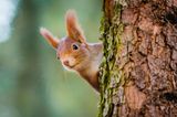 Herbst-Ideen: Eichhörnchen sitzt hinter einem Baum