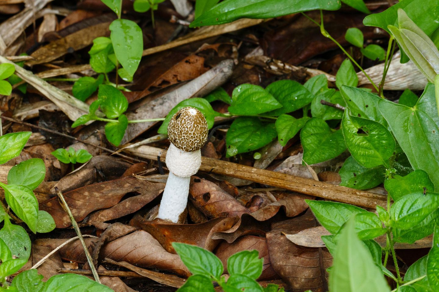 Dieser Pilz verpasst dir einen spontanen Orgasmus: Stinkmorchel