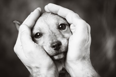 Trauer Um Tiere Wenn Der Eigene Hund Stirbt Brigitte De