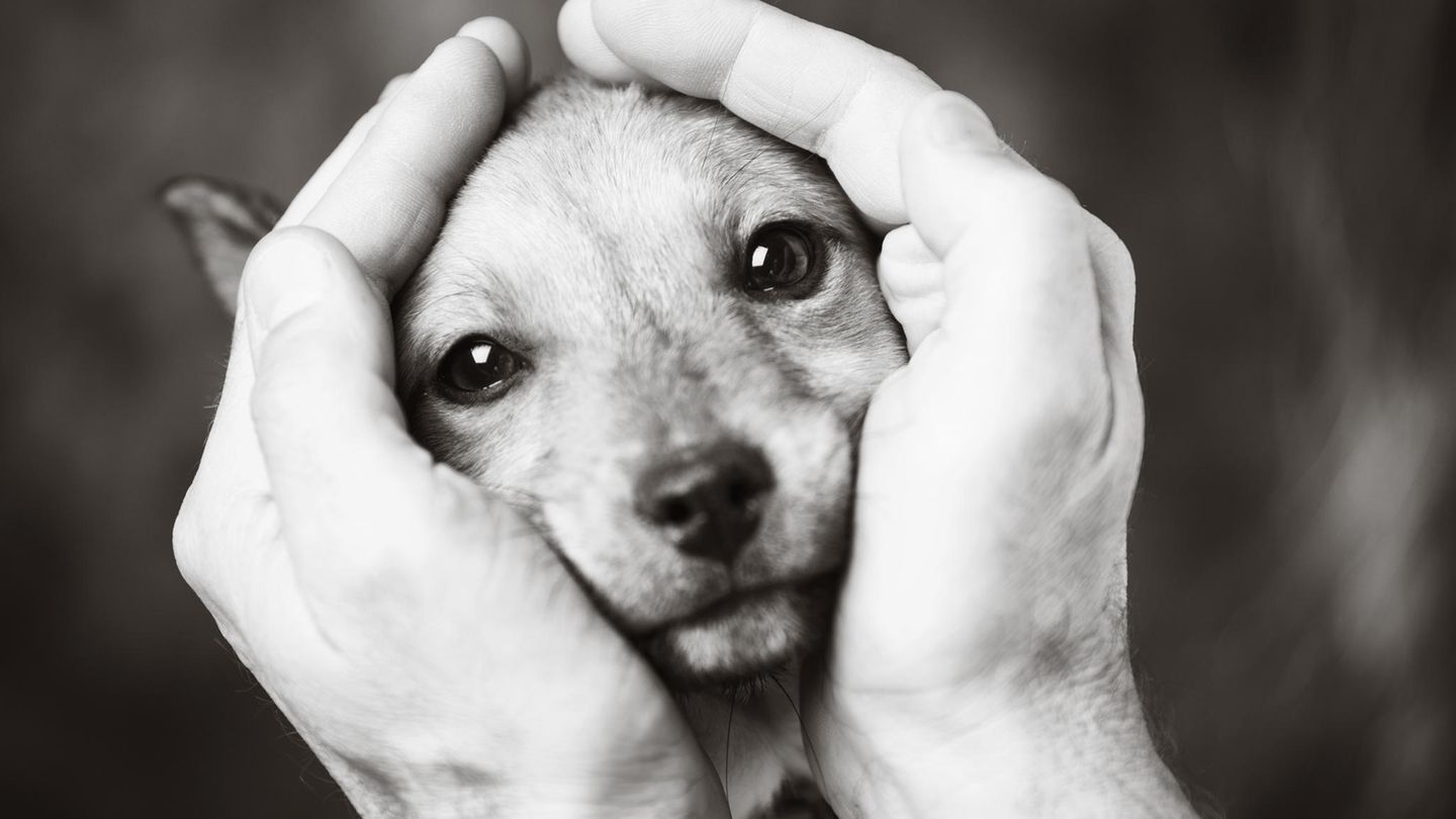 Trauer Um Tiere Wenn Der Eigene Hund Stirbt Brigitte De