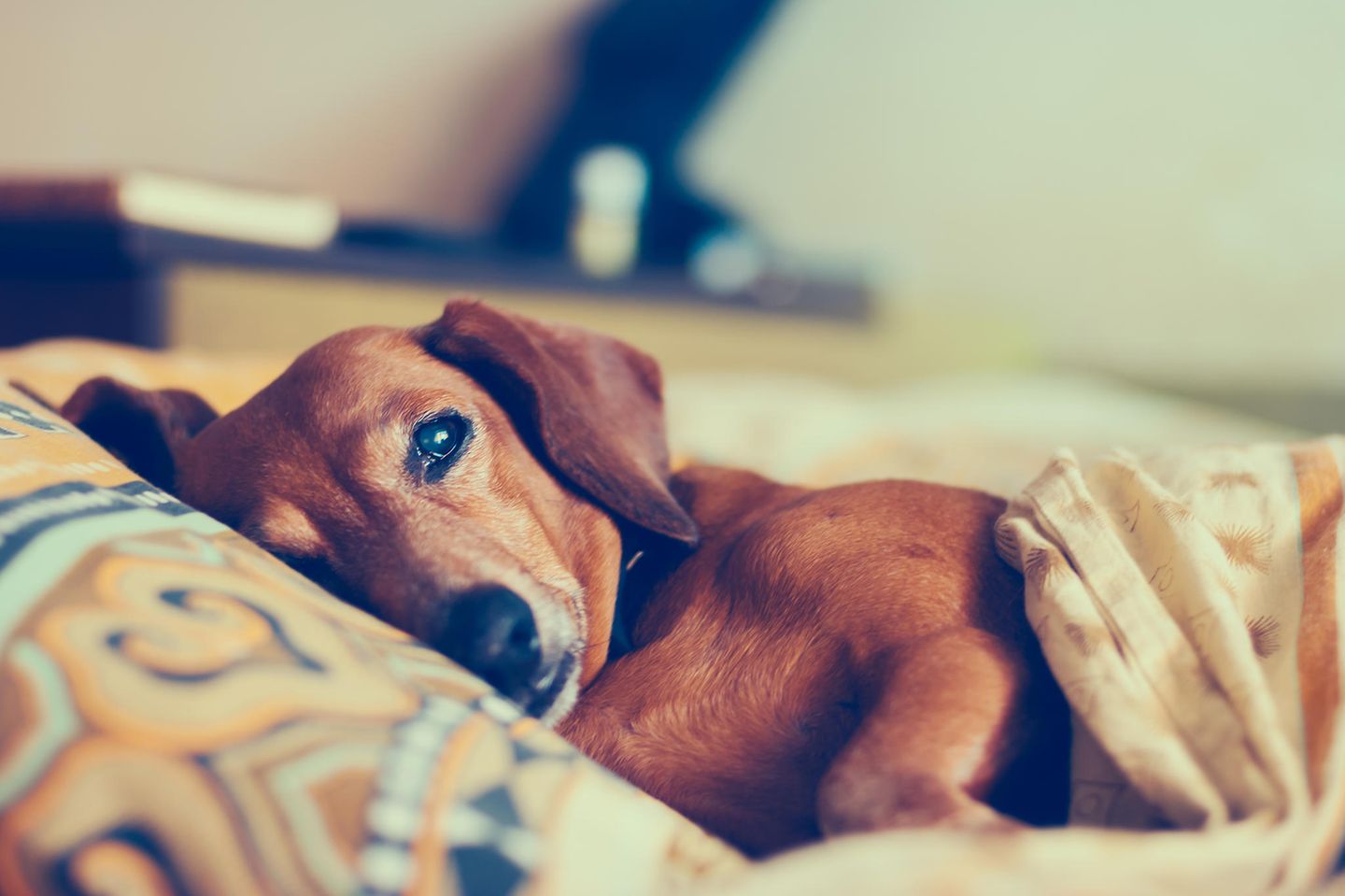 Kent Problemer brydning Hund einschläfern - muss mein Tier leiden? | BRIGITTE.de