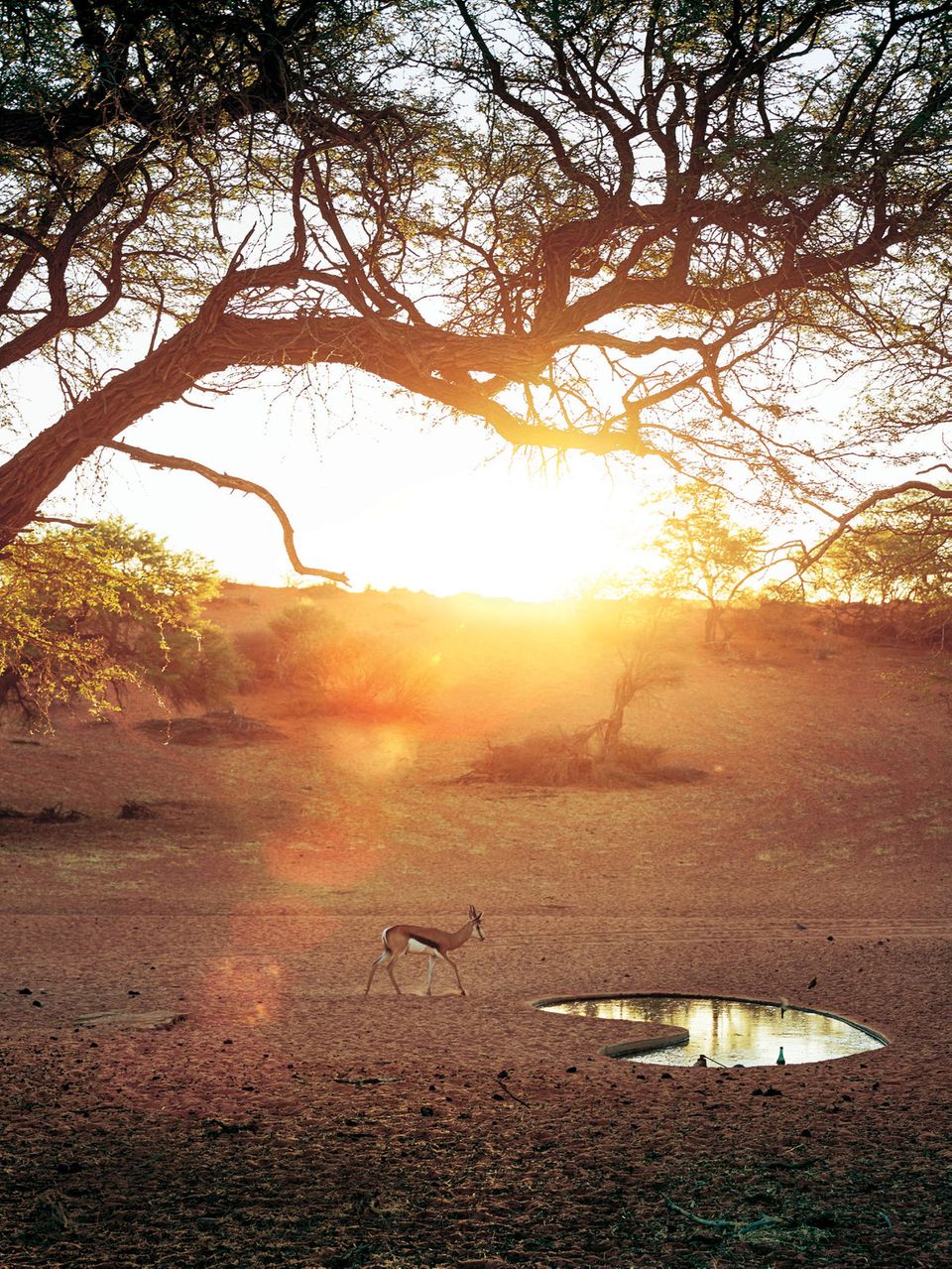 Wasserloch und Antilope