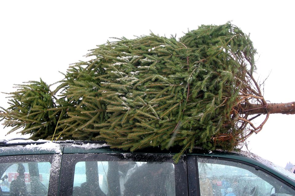 Weihnachtsbaum entsorgen - Tannenbaum auf Autodach