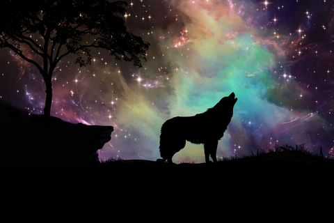Indianische Sternzeichen: Ein heulender Wolf vor einem bunten Nachthimmel