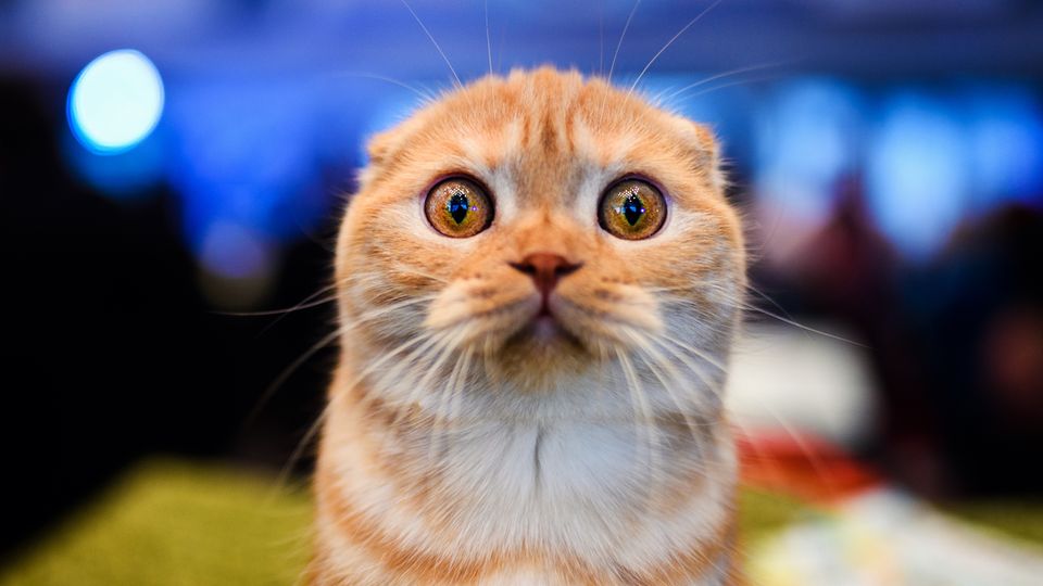 Bußgeld: Kastrationspflicht für Katzen Bußgeld: Kastrationspflicht für Katzen