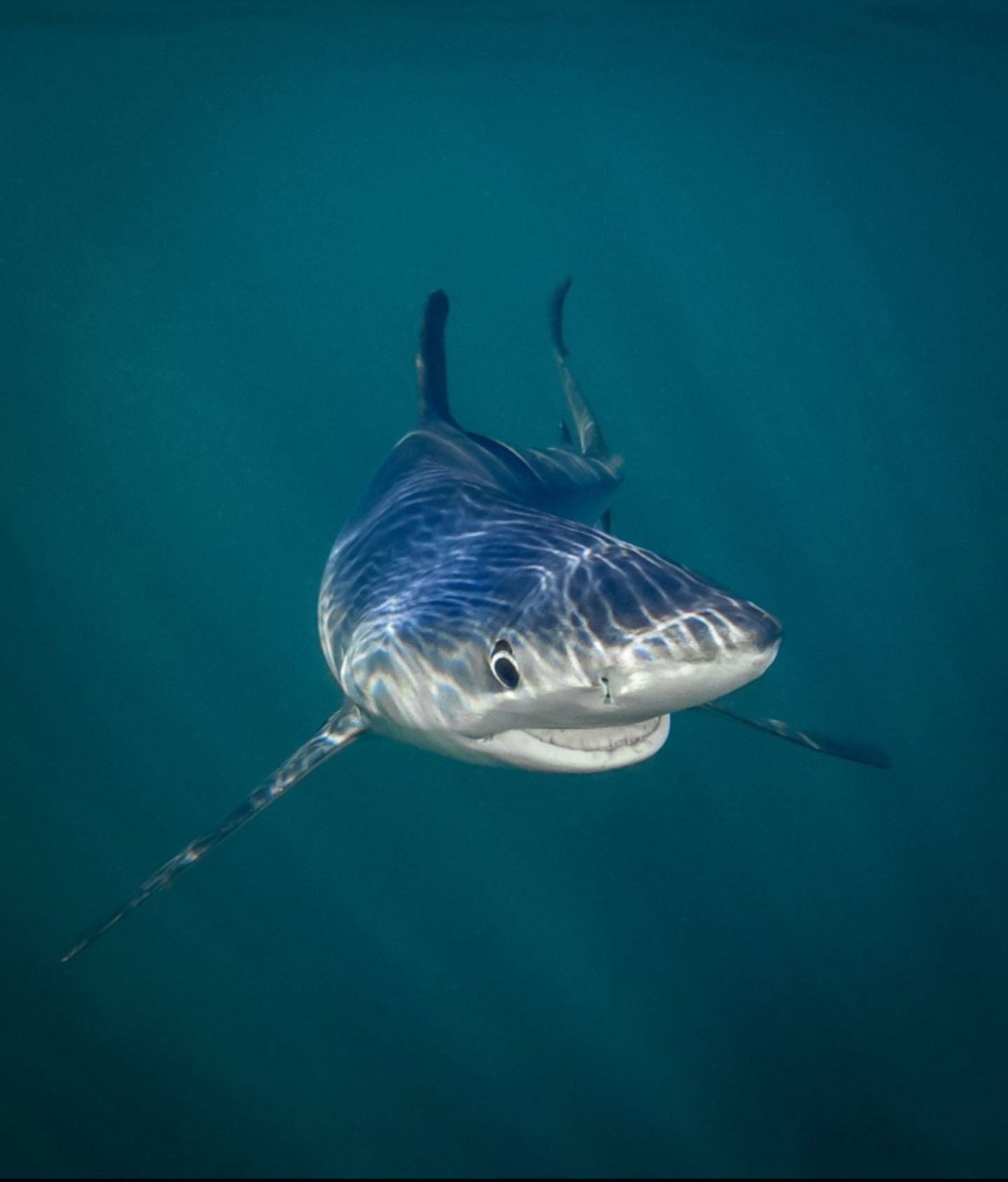 Tierfotos: "Smiling Blue Shark"