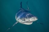 Tierfotos: "Smiling Blue Shark"