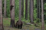 Lusitge Tierfotos: Bärenbabys