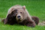 Lustige Tierfotos: "Bärenjunges mit Kopfschmerzen"