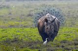 Lustige Tierfotos: "Rhinopeacock"