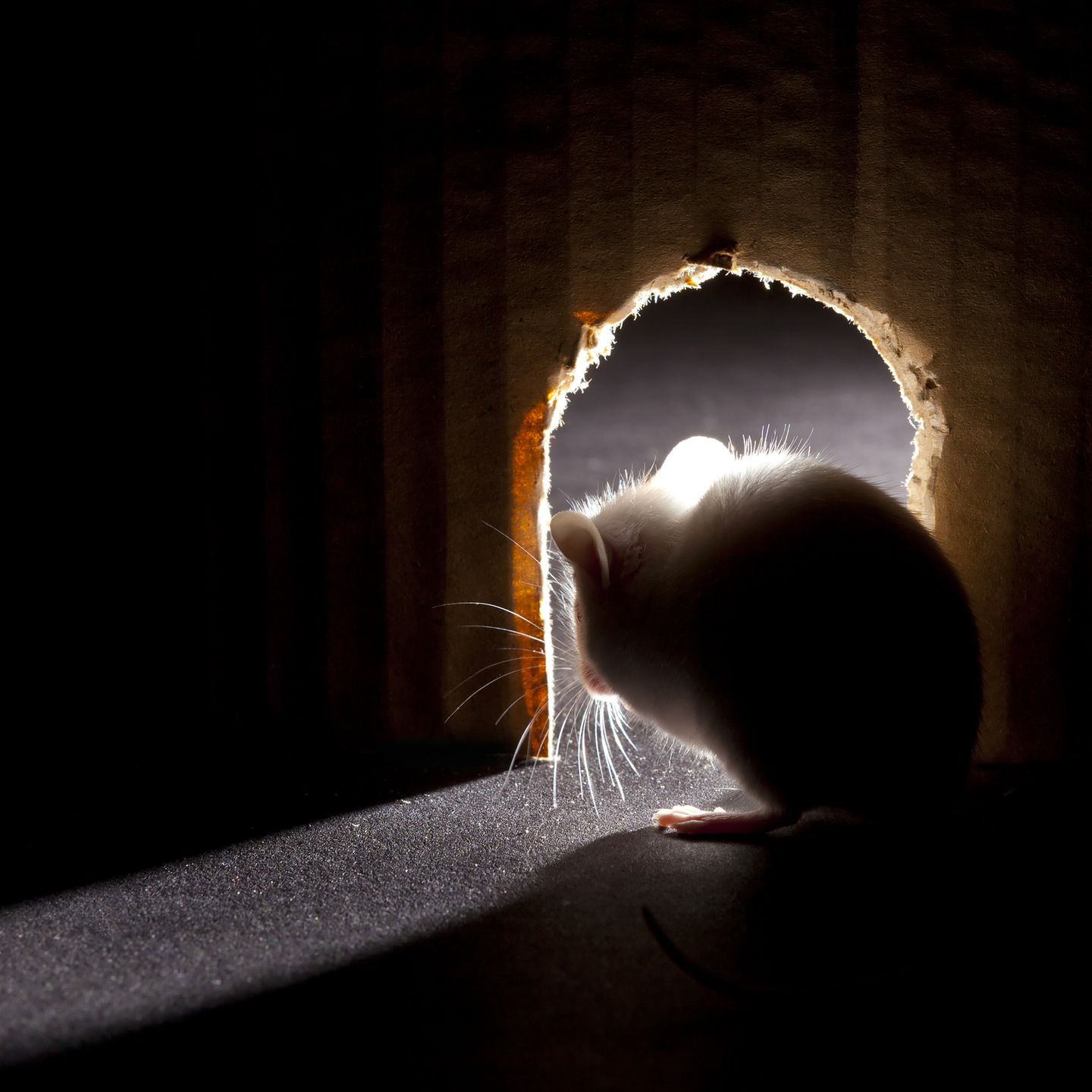 Wie wirksam ist Ultraschall gegen Mäuse und andere Tiere