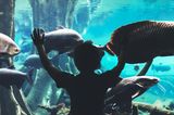 Barcelona mit Kindern: Das Aquarium