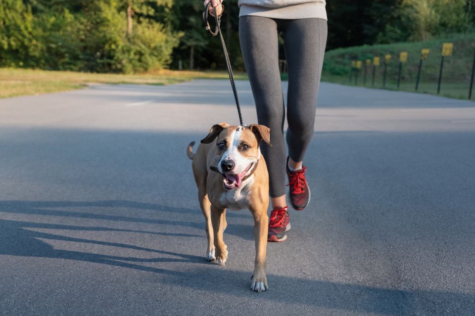 Workout mit Hund:  Frau joggt mit Hund