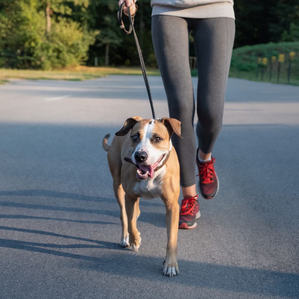 Workout mit Hund:  Frau joggt mit Hund