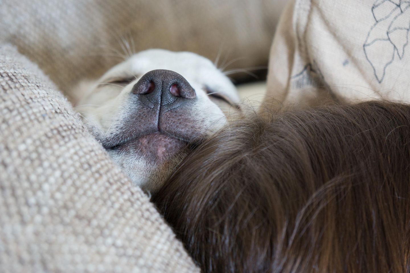Warum meine Hunde bei mir im Bett schlafen drfen | BRIGITTE.de