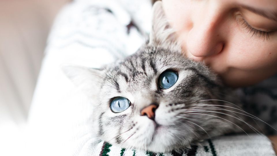 Gesundheitsrisiko Katze: Darum sollte man ihr nicht zu nahe kommen