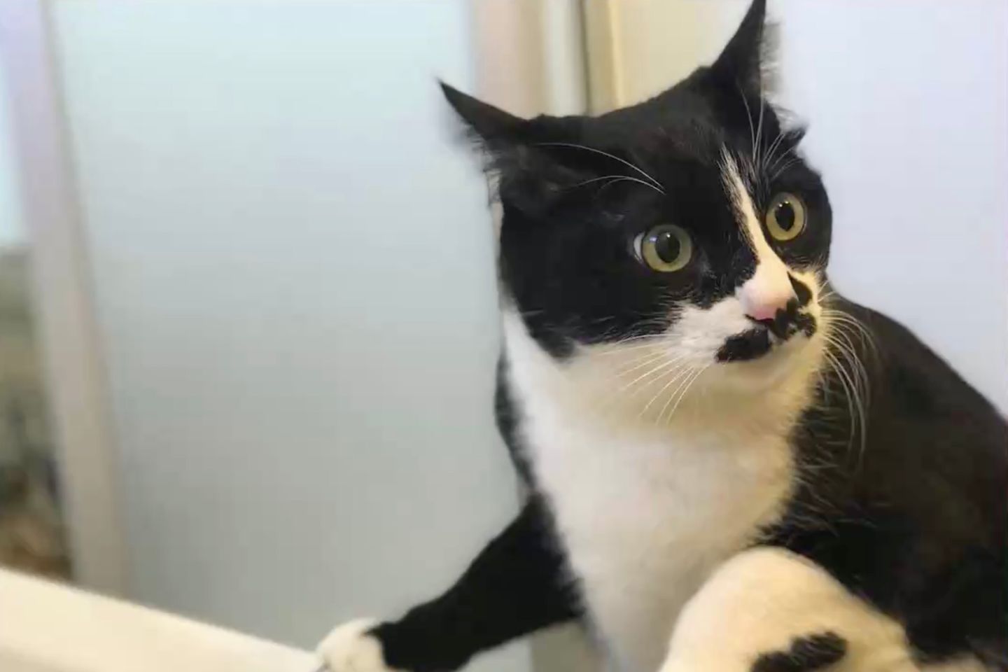 Get Katzen zitate englisch HD Katzen Zitate Englisch