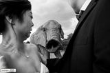 Hochzeitsfotos 2019: Die schönsten Bilder: Elefant steckt Rüssel in die Trau-Zeremonie