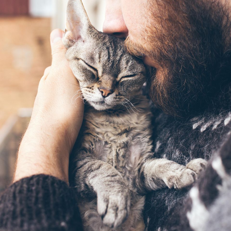 Katze wählt Notruf: Katze auf dem Arm eines Mannes