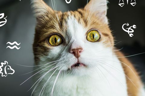 Katzenhoroskop 2019: Eine Katze guckt in die Zukunft