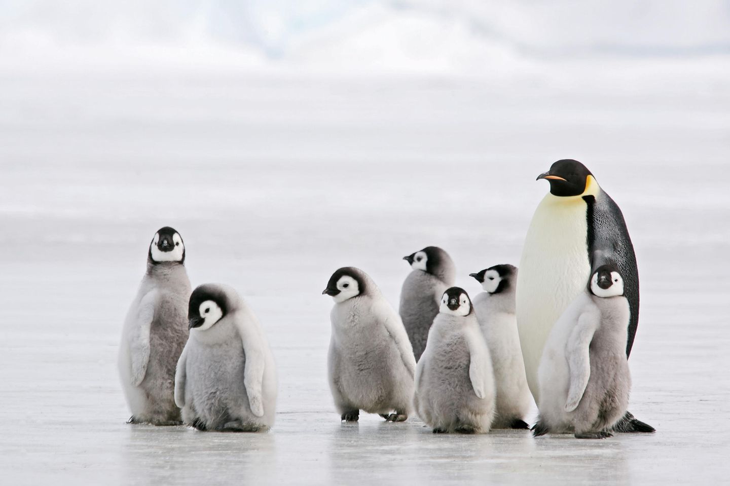 Das Pinguin-Prinzip: Warum wir uns im Winter schön auf die Pelle rücken sollten